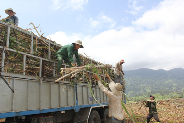 Người dân xã Krông Jing, huyện M'Đrắk thu hoạch mía liên kết với nhà máy mía đường.  Ảnh: Minh Thông
