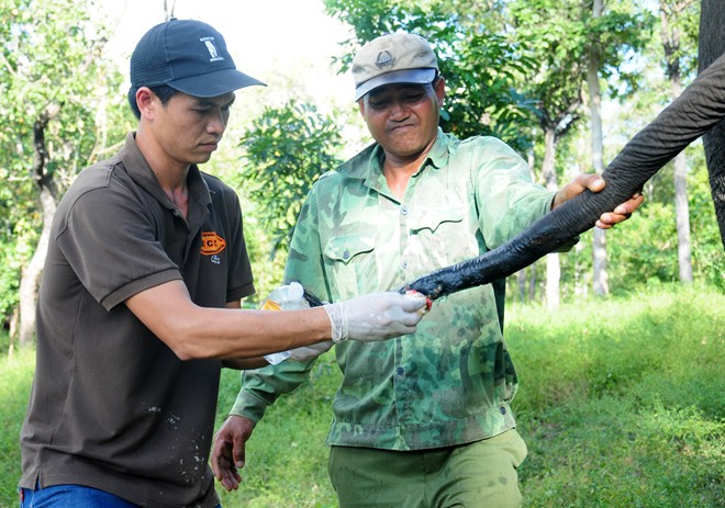 Bác sỹ của Trung tâm bảo tồn voi đang điều trị vết thương ở đuôi cho một con voi nhà