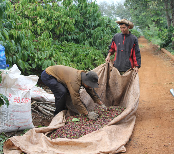 Nông dân liên kết với Công ty TNHH MTV cà phê Ea Pốk thu hoạch cà phê.