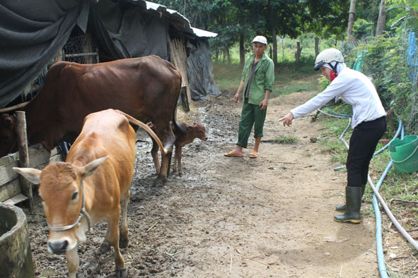 Cán bộ  thú y  xã  Yang Reh kiểm tra  đàn bò  bị LMLM  của gia đình anh Ngô  Quang Hợp. 