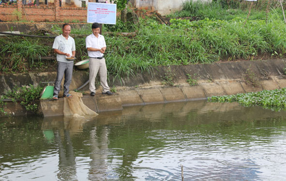 Ao nuôi cá chạch bùn của ông Nguyễn Văn Huỳnh (bên trái).