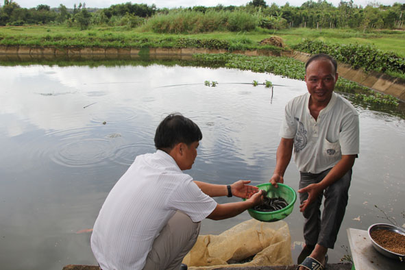 Sau hơn 3 tháng nuôi, cá chạch của ông Nguyễn Văn Huỳnh (bên phải) đạt trọng lượng 25con/kg.