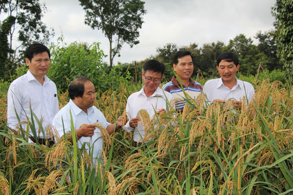 Cán bộ Liên hiệp các hội Khoa học  kỹ thuật tỉnh  và Trạm  Khuyến nông  huyện Cư Kuin kiểm tra mô hình lúa cạn tại  xã Đray Bhăng,  huyện Cư Kuin. 