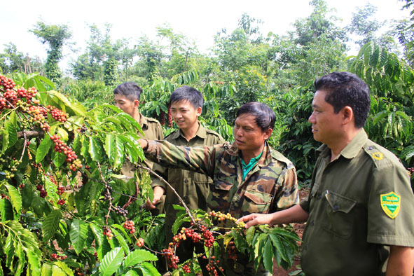 Công an xã Ea Kpam ( huyện Cư M’gar) tuần tra bảo vệ cà phê mùa thu hoạch.
