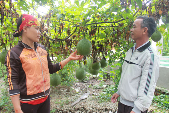 Cán bộ Hội Nông dân xã Ea Ô thăm mô hình trồng gấc của gia đình chị Nguyễn Thị Hoa ở thôn 8.