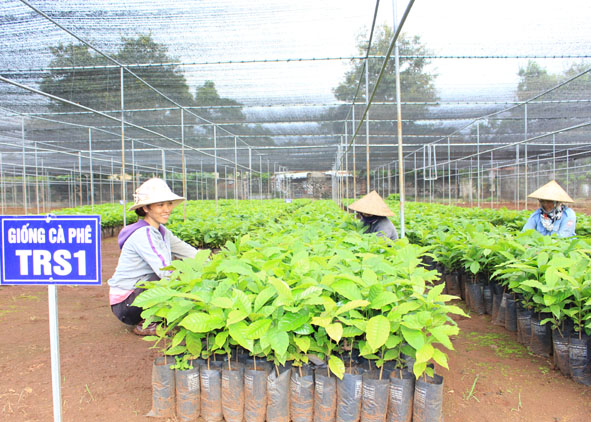 Các mô hình vườn ươm cây giống tại xã Hòa Thắng góp phần tăng thu nhập đáng kể cho người dân.  Trong ảnh: Công nhân Trung tâm Nghiên cứu và Chuyển giao công nghệ Cà phê Ea Kmat chăm sóc các loại cây trồng. 