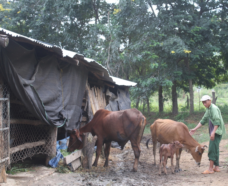 Người dân xã Yang Reh, huyện Krông Bông kiểm tra đàn bò bị bệnh lở mồm long móng