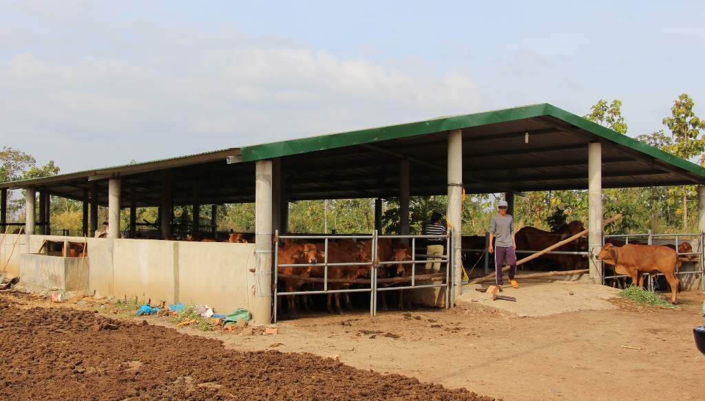 Trang trại nuôi bò thịt của Công ty TNHH MTV Lâm nghiệp Buôn Ja Wầm