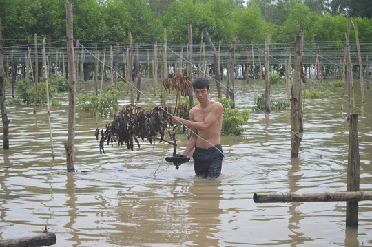 Toàn bộ diện tích cây trồng của gia đình anh Cấn Vương Thành ngập sâu trong nước