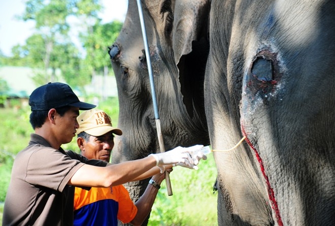 Bác sĩ Phạm Văn Thịnh (bìa trái) đang phẫu thuật cho một con voi nhà bị thương.