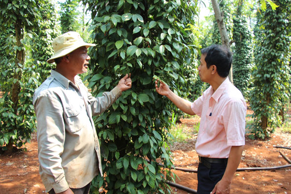 Cán bộ Phòng NN-PTNT huyện Cư Kuin hướng dẫn ông Lê Văn Ngọc,  thôn 24, xã Ea Ning chăm sóc tiêu theo hướng bền vững.