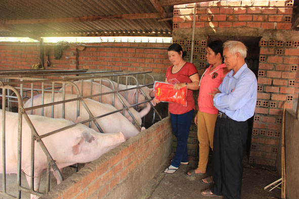 Mô hình chăn nuôi heo của gia đình chị Trần Thị Nga.