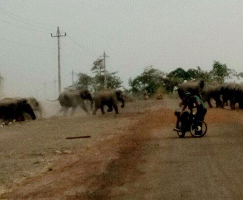 Đàn voi rừng rất dữ tợn, di chuyển trên đường, khu dân cư vào ban ngày (Ảnh do người dân cung cấp)