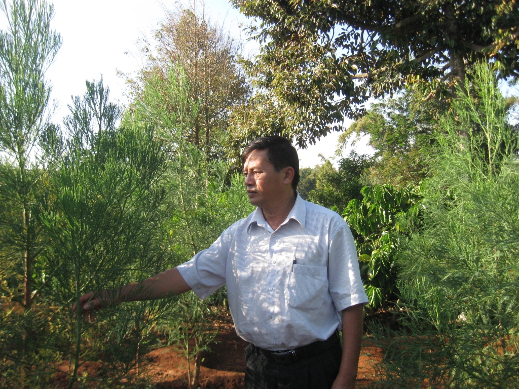 Cây thủy tùng trồng tại xã Hòa Thắng, TP. Buôn Ma Thuột sinh trưởng, phát triển tốt