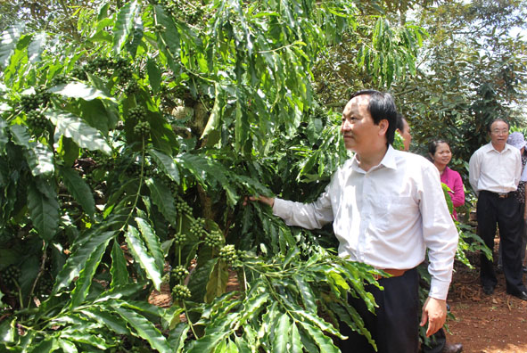 Một vườn cà phê xen canh  sầu riêng ở xã Ea Yông, huyện Krông Pắc.