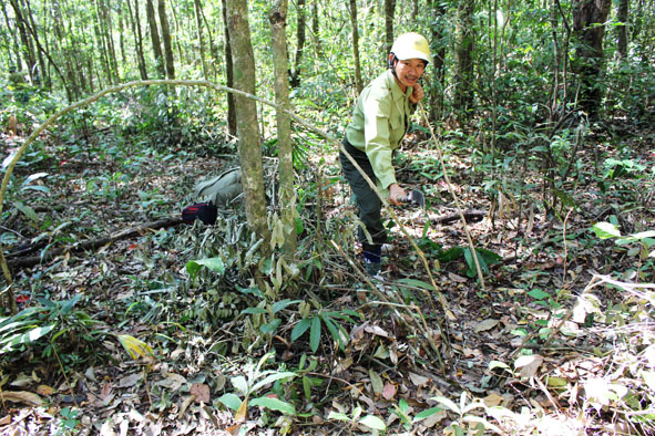 Kiểm lâm VQG Chư Yang Sin đang gỡ bỏ một bẫy thú trong rừng.