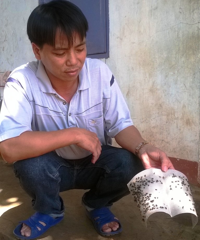 Một vỉ keo dày đặc ruồi trong gia đình anh Trần Văn Hòa ở buôn Sút M’grư (xã Cư Suê, huyện Cư M’gar).