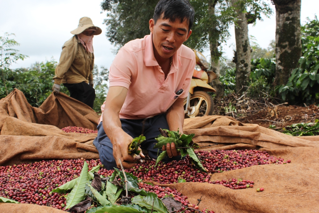 Nông dân huyện Krông Pắc thu hoạch cà phê liên kết với Công ty TNHH MTV Cà phê Thắng Lợi.