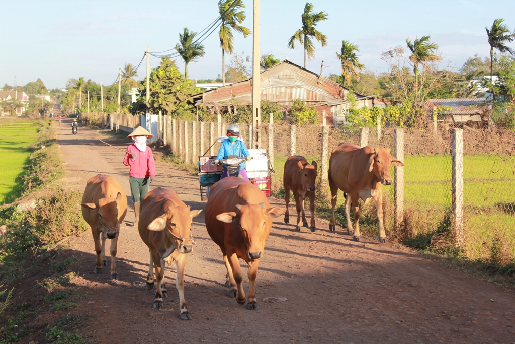 Bò nuôi quy mô nông hộ tại xã Quảng Hiệp, huyện Cư M'gar