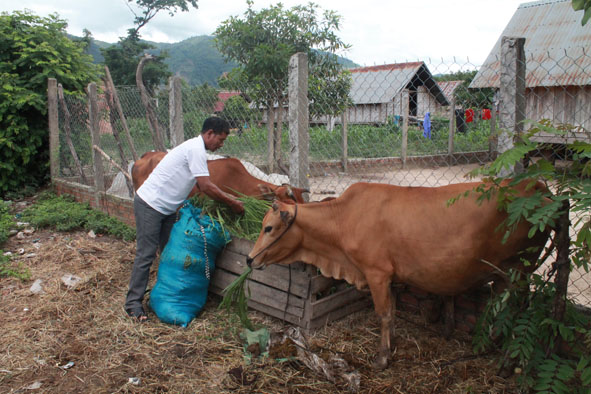 Một hộ dân ở huyện Lắk chăn nuôi gia súc trong khuôn viên sinh hoạt gia đình. 