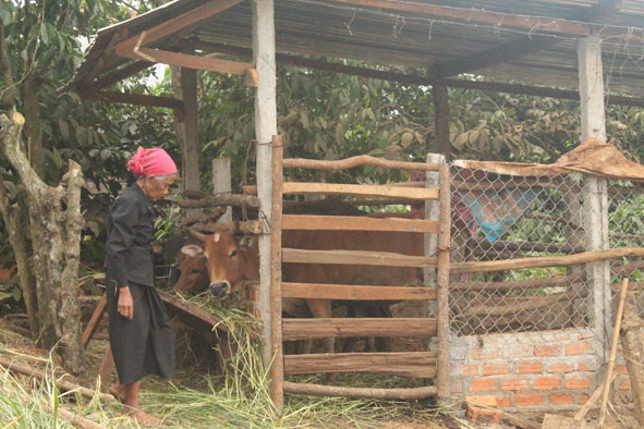 Một hộ dân ở xã Ea Hồ (huyện Krông Năng) xây dựng chuồng trại chăn nuôi gia súc cạnh nhà ở.