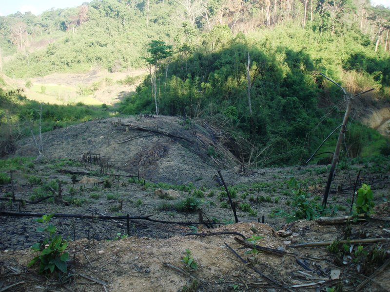 Một diện tích rừng bị lấn chiếm tại xã Cư Pui, huyện Krông Bông
