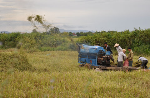 Thu hoạch lúa với vông nghệ lạc hậu tại huyện Ea Súp.