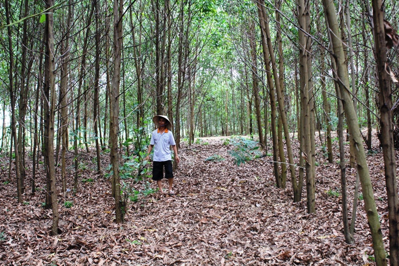 Chăm sóc rừng trồng ở huyện M'Đrắk