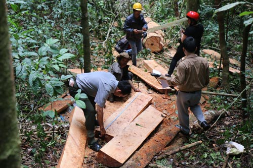 Những cây gỗ quý bị lâm tặc triệt hạ tại tiểu khu 390A, khu vực lòng hồ thủy điện Đồng Nai 5 (huyện Bảo Lâm, tỉnh Lâm Đồng) Ảnh: ĐÌNH THI