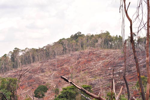 Rừng Tây Nguyên suy giảm diện tích và chất lượng do tình trạng khai thác gỗ trái phép Ảnh: CAO NGUYÊN