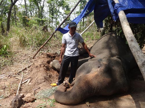 Một con voi nhà đã chết ở tỉnh Đắk Lắk