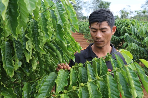 Nông dân thị xã Buôn Hồ kiểm tra cây cà phê tái canh