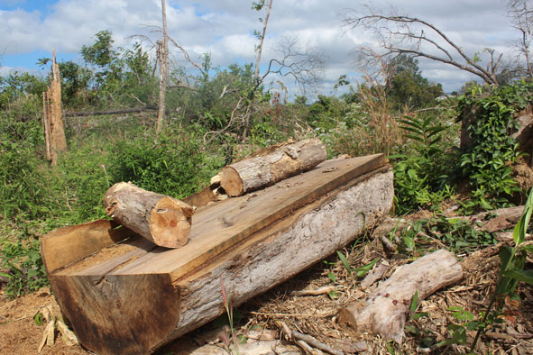 Rừng ở tiểu khu 120 (xã Ea Tir) do Công ty TNHH Kim Huỳnh quản lý bị phá để lấy gỗ.  