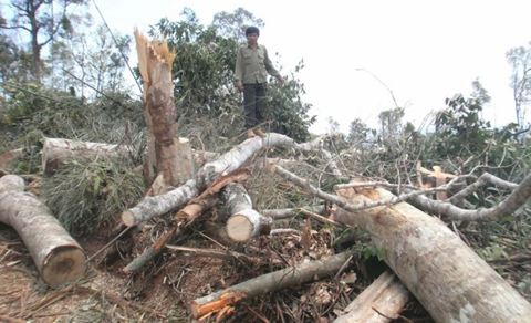 Rừng tự nhiên của Công ty Lâm nghiệp Quảng Tín (Đắk Nông) bị chặt phá. Ảnh: CÔNG HOAN