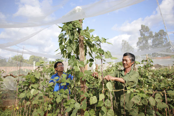 Hằng ngày ông Nguyễn Thái Sơn (bên phải) - bố của anh Phú cùng chăm sóc vườn rau trong nhà lưới.  