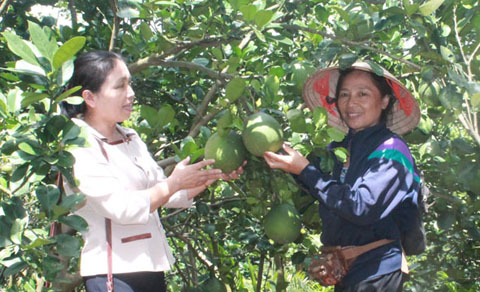 Bà Nguyễn Thị Thái Hà (bìa phải) giới thiệu mô hình trồng bưởi da xanh. 