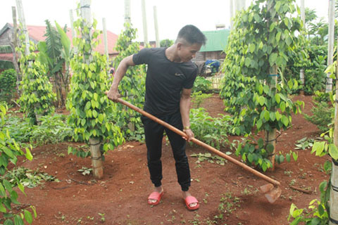 Anh Y Hiên Mlô ở buôn Dhia (xã Cư Né, huyện Krông Búk) đang giúp bố mẹ chăm sóc vườn tiêu.