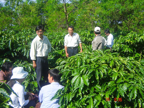 Cán bộ Trạm Khuyến nông thị xã Buôn Hồ hướng dẫn người dân xã Ea Drông thực hiện mô hình tái canh cà phê. 