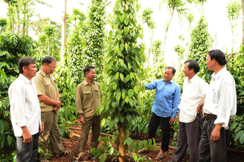 Hội viên tổ vay vốn thôn Tân Hòa 2 trao đổi kinh nghiệm, kỹ thuật trồng tiêu xen canh cà phê.  