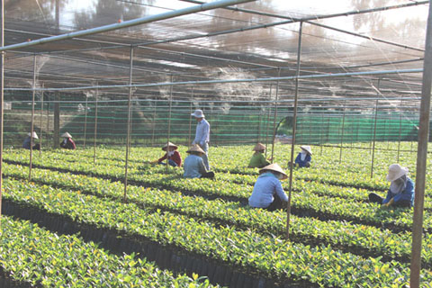 Vườn ươm cà phê giống của Viện Khoa học  kỹ thuật Nông Lâm nghiệp  Tây Nguyên. 