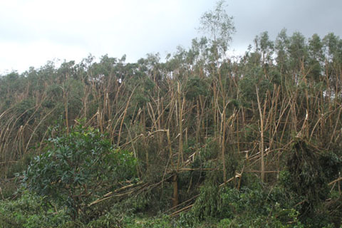 Một rừng keo bị gãy đổ ở xã Ea Trang.  