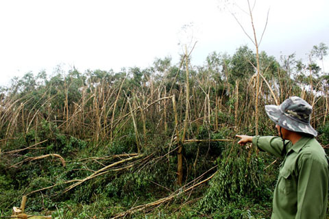 Rừng trồng của Công ty TNHH MTV Lâm nghiệp M'Đrắk ở xã Ea Trang bị gãy đổ do cơn bão số 12.