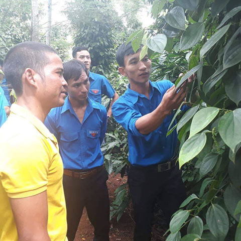 Đoàn viên, thanh niên tham quan mô hình trồng tiêu của anh Nguyễn Văn Hiếu (bìa phải), Bí thư Chi đoàn thôn Tứ Lộc, xã Cư Huê.  
