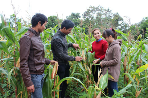 Mô hình trồng bắp lai của thanh niên xã Hòa Hiệp (huyện Cư Kuin) mang lại hiệu quả kinh tế cao.