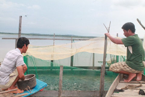 Các thành viên trong Tổ hợp tác hỗ trợ nhau chăm sóc lồng cá.