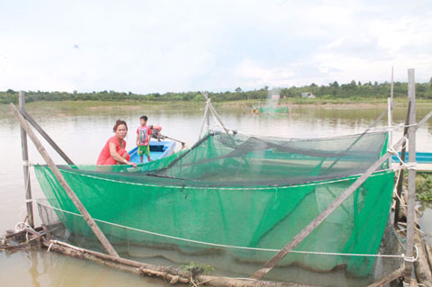 Chị Phạm Thị Nở chăm sóc lồng cá của gia đình.  