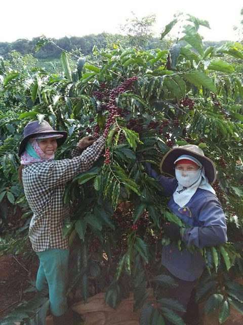 Nông dân huyện M'Đrắk thu hoạch cà phê niên vụ 2017-2018.