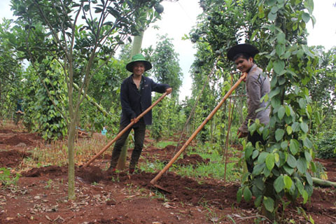Chăm sóc vườn cây xen canh tại HTX Nông nghiệp dịch vụ Bình An, huyện Ea H’leo. 