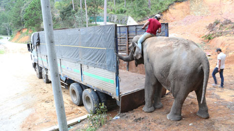 Đưa voi lên xe tải để vận chuyển về Đắk Lắk (ảnh Trung tâm Bảo tồn voi cung cấp)