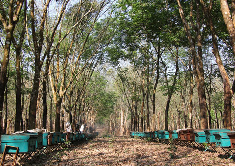 Một trại ong của người dân xã Ea Khăl, huyện Ea H'leo